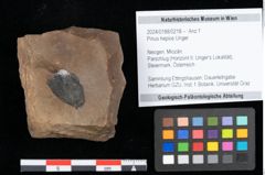 Foto (Objekt + Etikett) von Pinus hepios Unger (NHMW-GEO-2024-0188-0218)